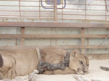 Rescatan a un puma tras 20 años en unas condiciones pésimas