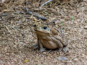 Crean un sistema para clasificar las especies invasoras en función del daño que originan Crean un sistema para clasificar las especies invasoras en función del daño que originan