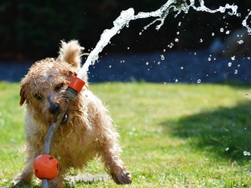 Perro refrescándose