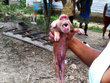 Nace un cerdo con cara de mono en Cuba