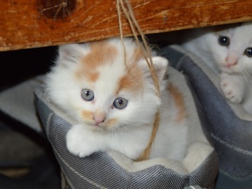 ¿Por qué es bueno tener un gato en casa?