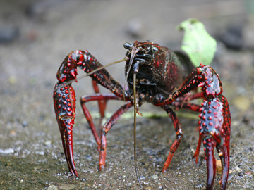 Las olas de calor aumentan el impacto del cangrejo americano en los rios