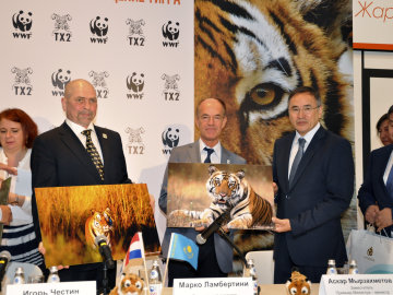 Reintroducirán el tigre en Kazajistán con ayuda de WWF