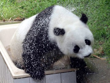 Muere 'Basi', la osa panda más vieja del mundo