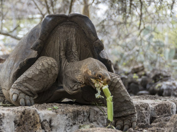 Recuperan en Galápagos especie de tortuga considerada extinta hace 150 años