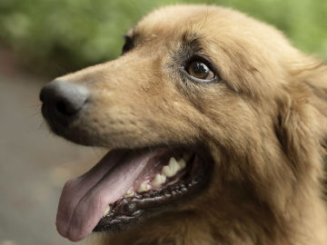 El perro pastor Kit