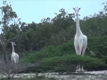 Las llamadas 'jirafas albinas' avistadas en Kenia