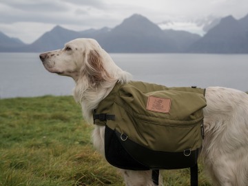 Los perros también salvan vidas