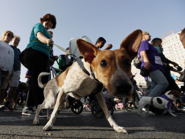 Carrera 'Perrotón Madrid 2017'