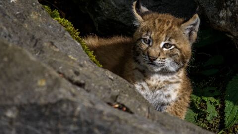 Lince