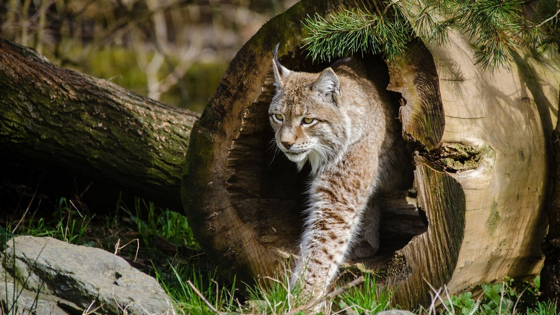 Lince