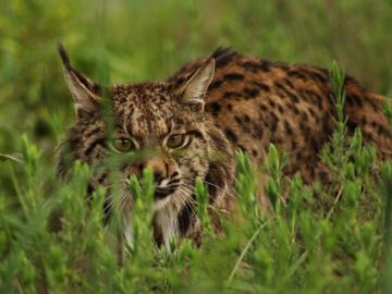 Lince ibérico