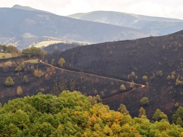 Vista de una zona calcinada por el incendio que afectó a Os Ancares