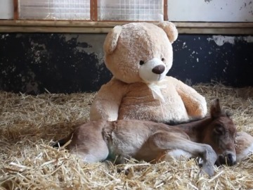 Una yegua recién nacida duerme con un oso de peluche tras perder a su madre 