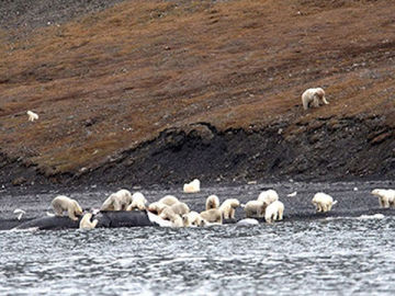 Los osos polares de Wrangel deborando la ballena