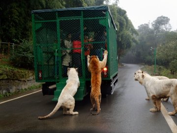 En este Zoo son los humanos los que están encerrados y los animales en libertad