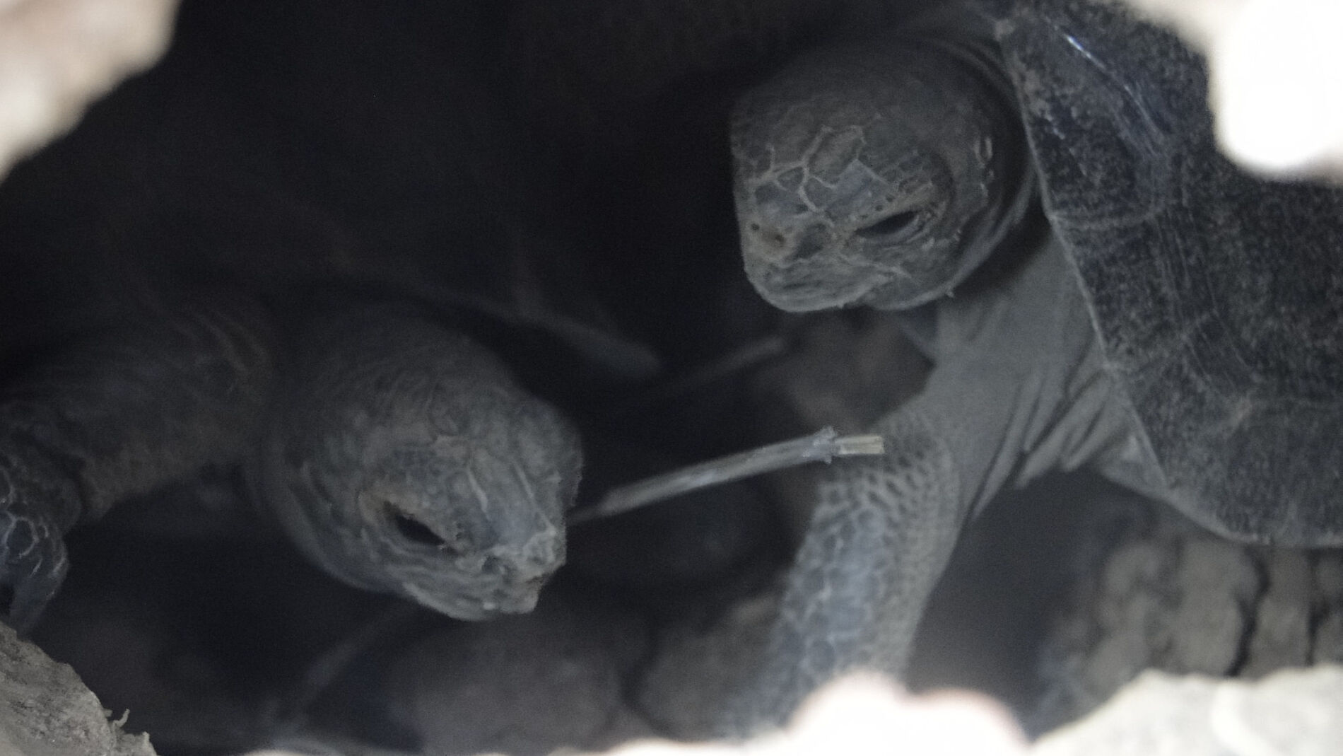 Dos tortugas de corta edad en la Isla Pinzón