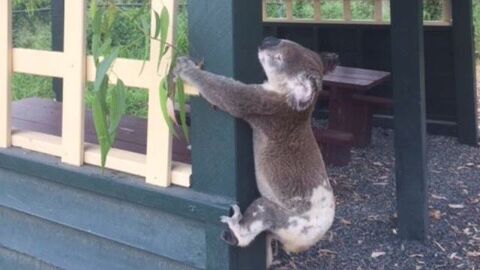 Las autoridades australianas investigan la muerte de un koala que apareci&oacute; atornillado a un poste
