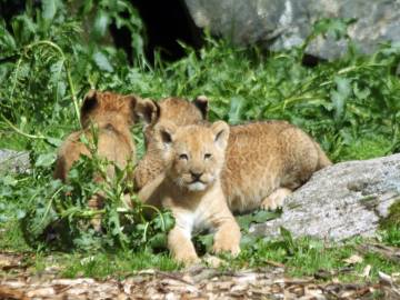 Leones cachorros del zoo Borås Djurpark