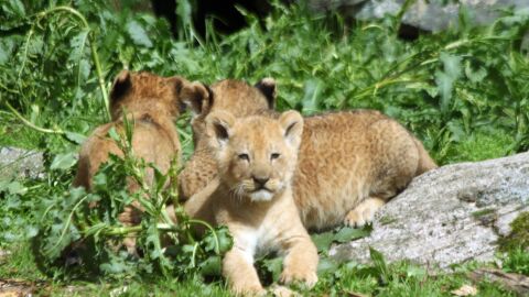 Leones cachorros del zoo Bor&aring;s Djurpark