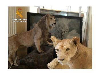 El Seprona encuentra dos leones disecados en La Rioja que iban a ser vendidos en Internet 
