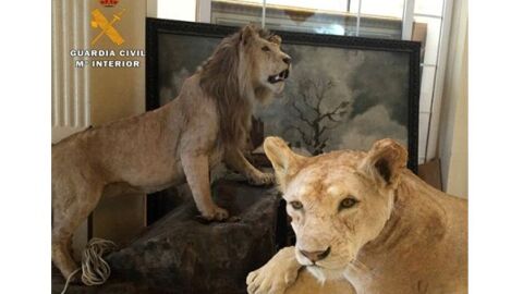 El Seprona encuentra dos leones disecados en La Rioja que iban a ser vendidos en Internet El Seprona encuentra dos leones disecados en La Rioja que iban a ser vendidos en Internet