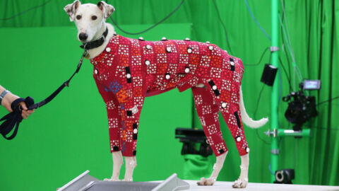 Perros sin hogar se convierten en modelos de videojuegos y pel&iacute;culas de animaci&oacute;n 
