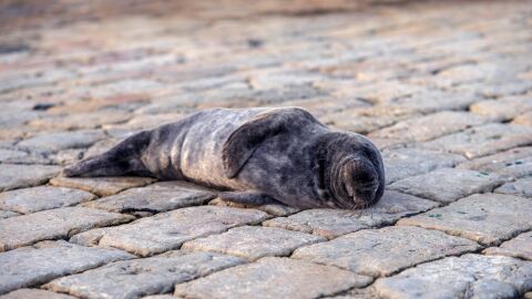 Una foca deambula por la bahía de Santander Una foca deambula por la bahía de Santander