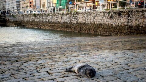 Una pequeña foca deambula desde hace varios días por la bahía de Santander Una pequeña foca deambula desde hace varios días por la bahía de Santander
