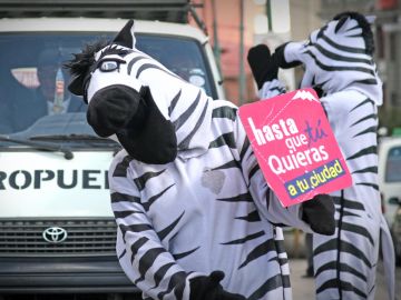 Un grupo de j&oacute;venes cebras velan por la seguridad vial en las ciudades de Bolivia