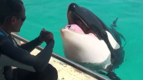 Wikie, la primera orca capaz de reproducir palabras como 'Hola' y 'Adiós' Wikie, la primera orca capaz de reproducir palabras como 'Hola' y 'Adiós'