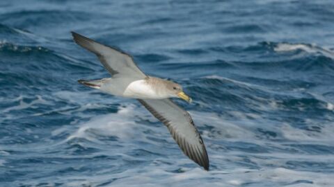 Un estudio señala las zonas que requieren protección de las aves migratorias Un estudio señala las zonas que requieren protección de las aves migratorias