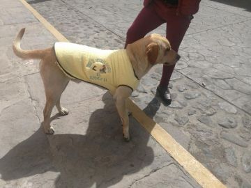 Un hombre regala chalecos a perros callejeros para que no pasen frío