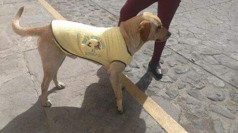 Un hombre regala chalecos a perros callejeros para que no pasen frío Un hombre regala chalecos a perros callejeros para que no pasen frío