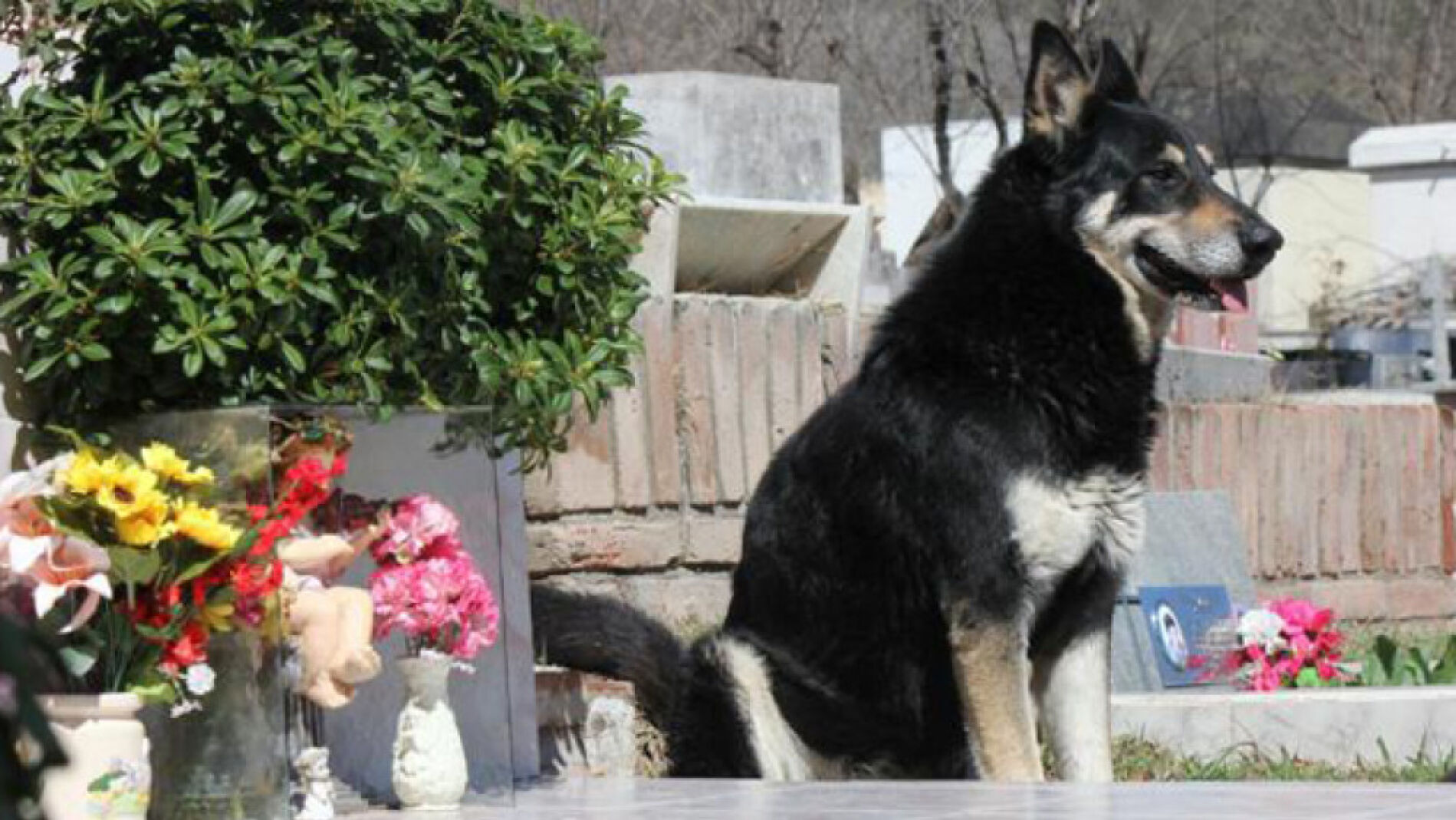 El perro 'Capitán'