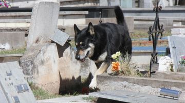 El perro 'Capitán' en una imagen de archivo