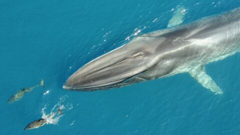 Un grupo de pescadores avistan las dos primeras ballenas de la temporada en Tarragona Un grupo de pescadores avistan las dos primeras ballenas de la temporada en Tarragona