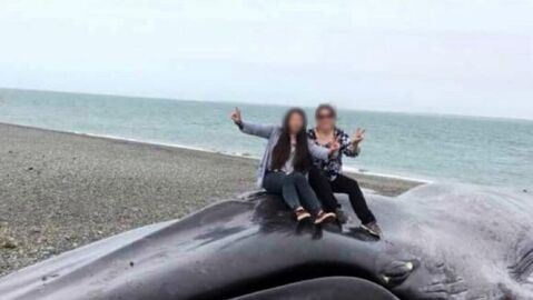 Dos turistas se hacen fotos encima de una ballena azul Dos turistas se hacen fotos encima de una ballena azul