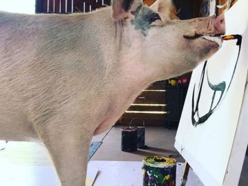 'Pigcasso', la cerda artista que pinta sorprendentes cuadros 