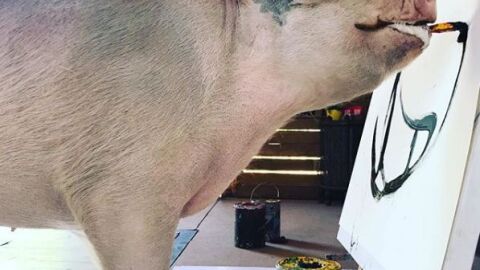 'Pigcasso', la cerda artista que pinta sorprendentes cuadros 'Pigcasso', la cerda artista que pinta sorprendentes cuadros