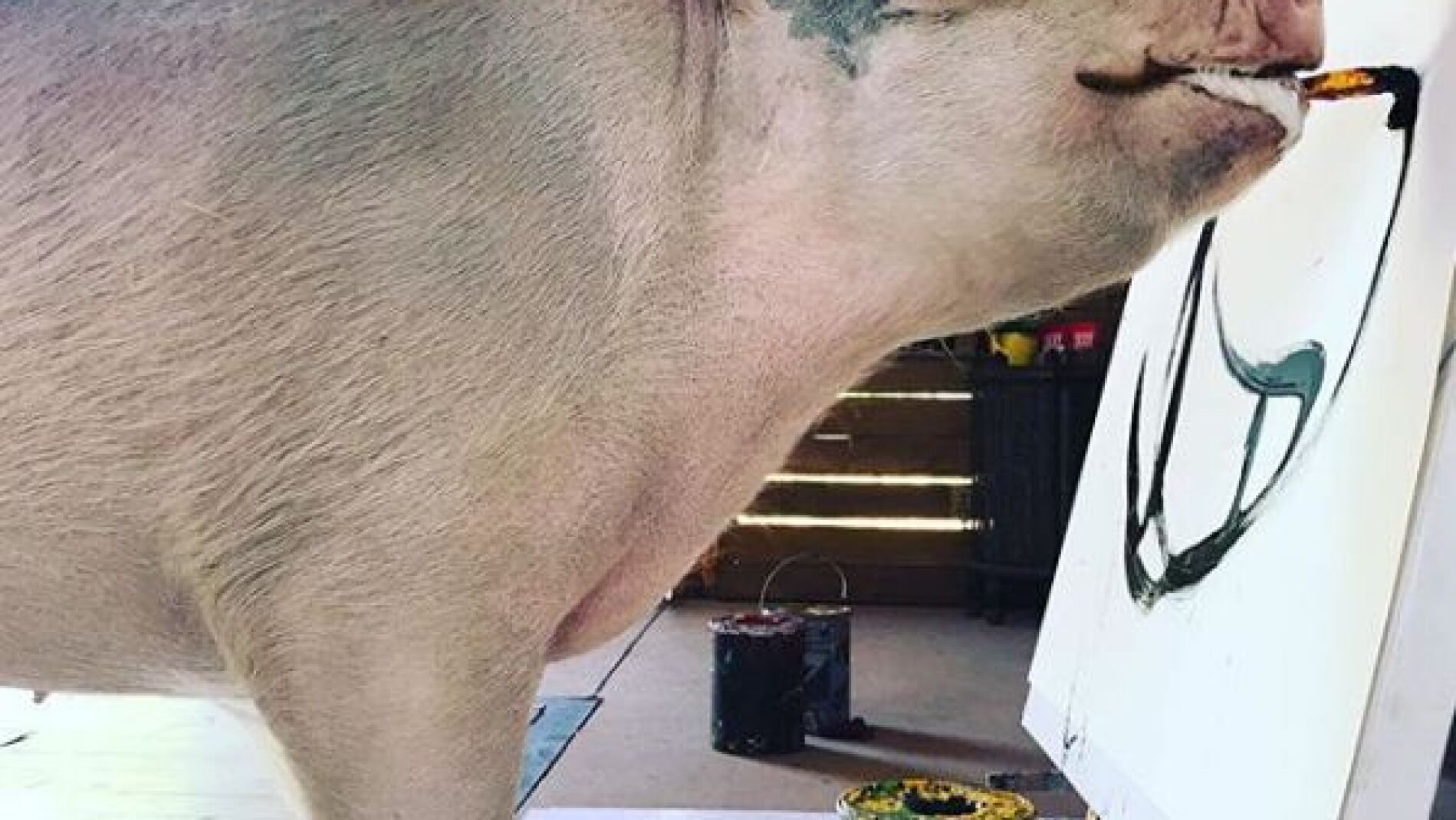 'Pigcasso', la cerda artista que pinta sorprendentes cuadros 