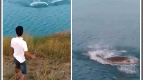 Lanza un cachorro al agua para ser devorado por los cocodrilos Lanza un cachorro al agua para ser devorado por los cocodrilos