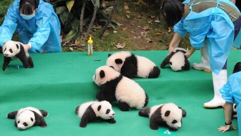 chengdupandas