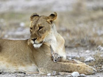 Una leona cuidando de una cría de antílope