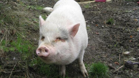 Una pareja adopta a un cerdo como mascota y despu&eacute;s se lo comen 