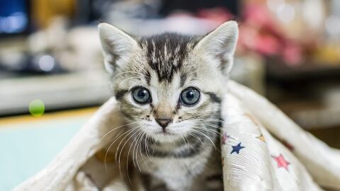 Gato | Imagen de archivo