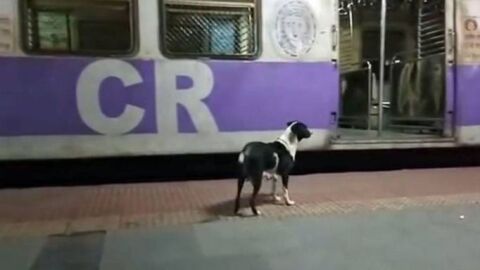 El misterio caso de la perra que espera al mismo tren noche tras noche El misterio caso de la perra que espera al mismo tren noche tras noche