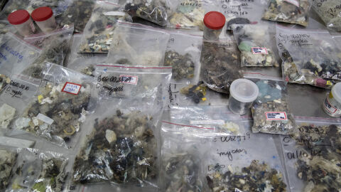 Restos de basura encontrados en los cuerpos de los animales marinos Restos de basura encontrados en los cuerpos de los animales marinos