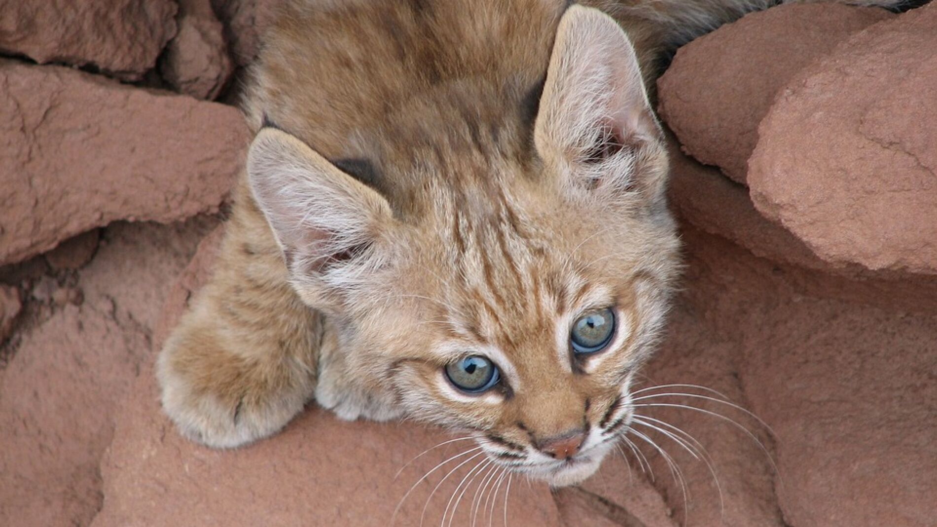 Cría de Lince ibérico