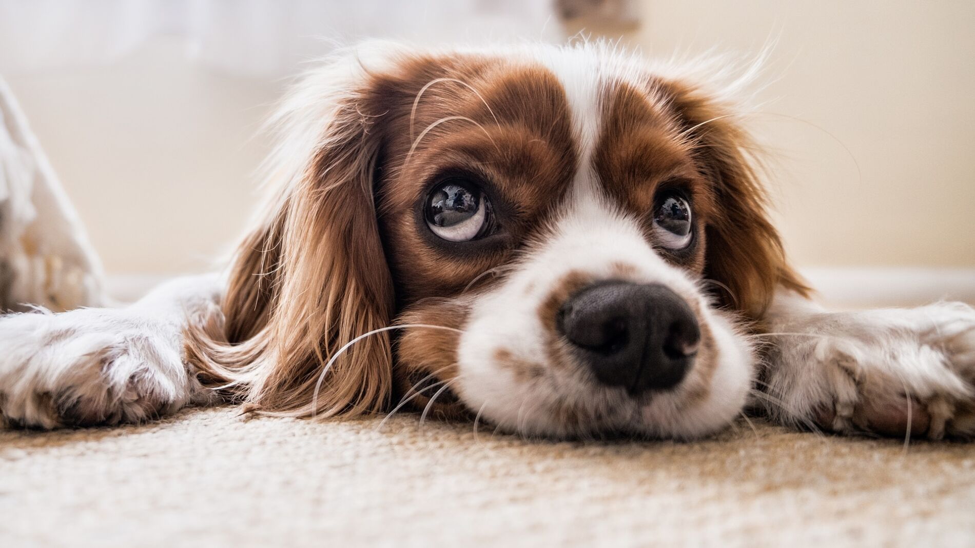 Aumenta la adopción y disminuye la compra de mascotas